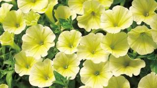 Production Tips for Growers Surfinia Petunias [upl. by Alexis]