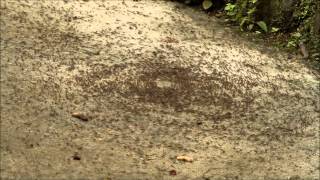 GeoVideo 0020 Army Ant Death Spiral 1080p [upl. by Baler]