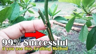 Grafting Lesson Approach Grafting Method 99 Succesful [upl. by Ajoop]