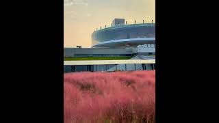 Beilonghus Muhlenbergia capillaris 粉黛 is in full bloom—a stunning mustsee place in Zhengzhou [upl. by Eelano638]