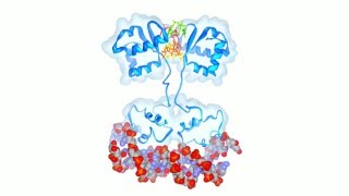 Tetrameric cdiGMP Mediates BldD Dimerization [upl. by Marco979]