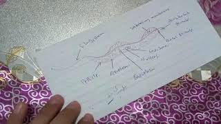 Trypanosoma sp طريقة رسم التريبانوسوما [upl. by Leirol]