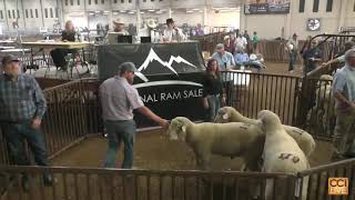 National Ram Sale Heber City UT Day 2 Oct 2024Oct05163454mp4 [upl. by Redd687]