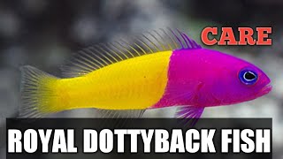 ROYAL DOTTYBACK FISH CARE HINDI URDU [upl. by Nav507]