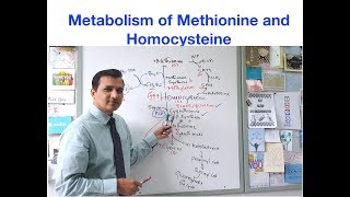 Metabolism of Methionine and Homocysteine [upl. by Mair]