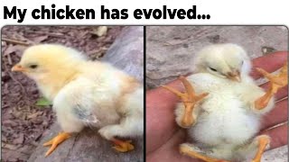 Chicken Memes [upl. by Sherrie48]