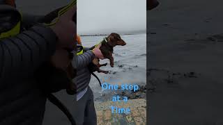 Heartwarming Moment Sausage Dogs Incredible Swim Will Melt Your Heart [upl. by Uhej351]