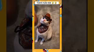 Compilado de gatos engraçados 🤣 Compilation the cat meme funny cat pets humor animals [upl. by Lebna104]