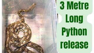 Reticulated Python snake release in the wild  Malaysia [upl. by Krongold204]