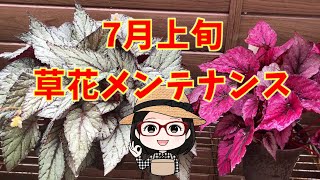 木立ベゴニア〇さくらベゴニア〇レックスベゴニア〇カラー〇フローズンクイーン〇ビカクシダ〇コレオプシスの腰水〇宿根フロックス〇フクシアメンテナンス [upl. by Orlando209]