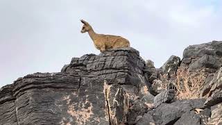 Rock jumpers Klipspringer in Fish River Canyon [upl. by Yahsat706]