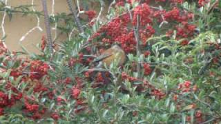 Rufousbacked Robin at Spirit Tree Inn on 7 November 2009 near Patagonia Arizona [upl. by Solracsiul]