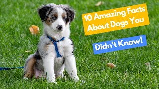 10 Amazing Facts About Dogs You Didn’t Know  HindiUrdu [upl. by Whiney344]