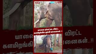 யானை புல்லட்டை விரட்ட களமிறங்கிய கும்கி யானைகள் shorts  kumki  elephant [upl. by Orly]