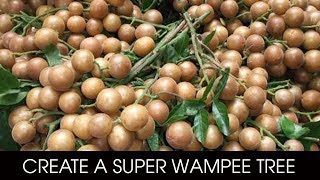 Simple Way to Make Your Wampee Tree Produces More Fruits [upl. by Euhsoj167]