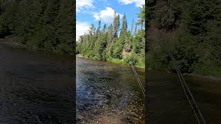 Right fly fishing speckledtroutfishing FishingOnly [upl. by Terraj322]