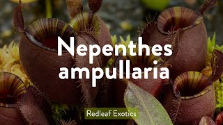 Nepenthes ampullaria [upl. by Etnwahs]