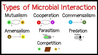 Microbial InteractionMutualismCooperationCommensalismAmensalismParasitismPredationCompetition [upl. by Nosiram]