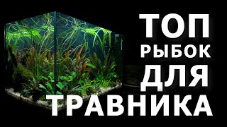 ТОП аквариумных рыбок для травников [upl. by Ailasor565]