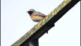 Pleszka  śpiew film i zdjęcia  Common redstart song Phoenicurus phoenicurus Colirrojo real [upl. by Ayisan599]