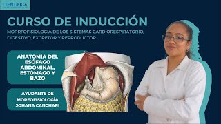 07  ANATOMÍA  ESTÓMAGO ESÒFAGO  CURSO DE INTRODUCCIÓN A LA MORFOFISIOLOGÍA UCSUR 2024 [upl. by Winonah]