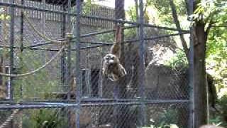 Whitehanded gibbons at sacramento zoo [upl. by Marcell]