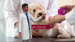 How Do We Help The Animal Sugar To Heal Wounds In Dogs [upl. by Oiracam674]