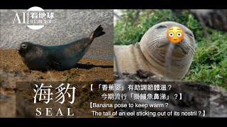 【Seal Banana pose to keep warm？Tail of eel sticking out of its nostril？】 [upl. by Church219]