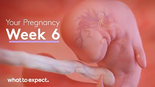 6 Weeks Pregnant  What to Expect [upl. by Edsel]