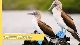 Criaturas extrañas paisajes impresionantes  Las salvajes Galápagos  Episodio Completo [upl. by Araccat]