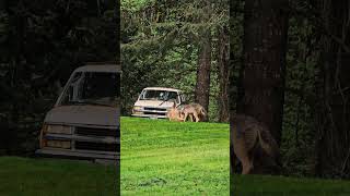 Coyotes playing in my yard [upl. by Obed701]