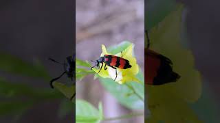 Beetles as pollinators insects nature [upl. by Nalani]