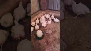 Kerala chicken viral video assalam walekum Darshak Bandhu short video🙏🤲👍ok subscriber Khuda Hafiz💅 [upl. by Odlanra903]