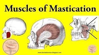 Muscles of Mastication made easy [upl. by Estes628]