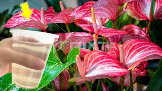 Just Sprinkle Once Any Anthurium Will Sprout And Bloom Magically [upl. by Mitchel]