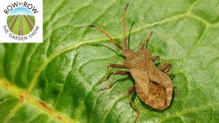 Can Garden Pests Be Controlled with Organic Products [upl. by Dlarej]