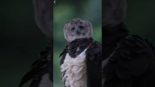 Harpy Eagle The Worlds Strongest and Most Powerful Predator😱😱 [upl. by Neleb]