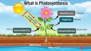 Photosynthesis In Plants  Easy Learning [upl. by Cruickshank]