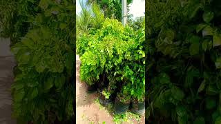 radermachera Plant price wholesale 6395718803 location Gajraula radermachera Plant plants [upl. by Rydder130]