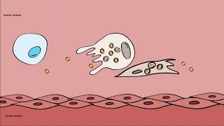 Pathogenesis of Atherosclerosis [upl. by Morrissey]