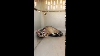 Animal Experts in Tucson AZ introduces you to the Ringtail [upl. by Asatan]