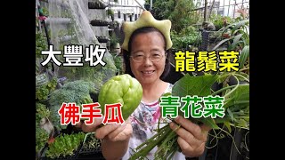 阿美美菜園大豐收 青花菜 佛手瓜 龍鬚菜 [upl. by Dleifxam]