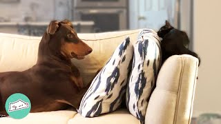 Firecracker Doberman Falls In Love With Tiny Kitten  Cuddle Buddies [upl. by Ralli]