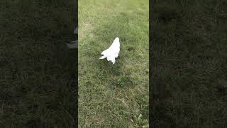 Look how far this cockatoo wandered from home [upl. by Ainehta]