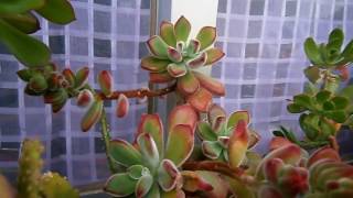 My Echeveria pulvinata in beautiful blooms [upl. by Notyard]