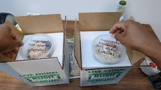 Shipping off two of the giveaway snakes plus Scales Reptile Expo Footage [upl. by Yemaj90]