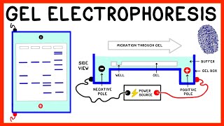 Gel Electrophoresis and DNA Fingerprinting Explained [upl. by Nathanson]