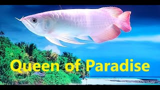 Redtailed Arowana in paradise island backdrop  HD [upl. by Shellans857]