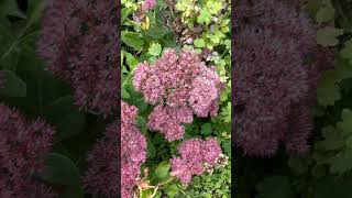 Sedum spectabile Orpin dautomne Brillant fleurs flowers vivace plants [upl. by Wat]