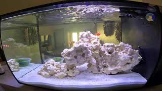 LIVE 135g Nano Reef Tank [upl. by Rhpotsirhc887]